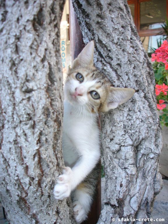 Photo report of a visit around Sfakia, Crete, June - July 2008