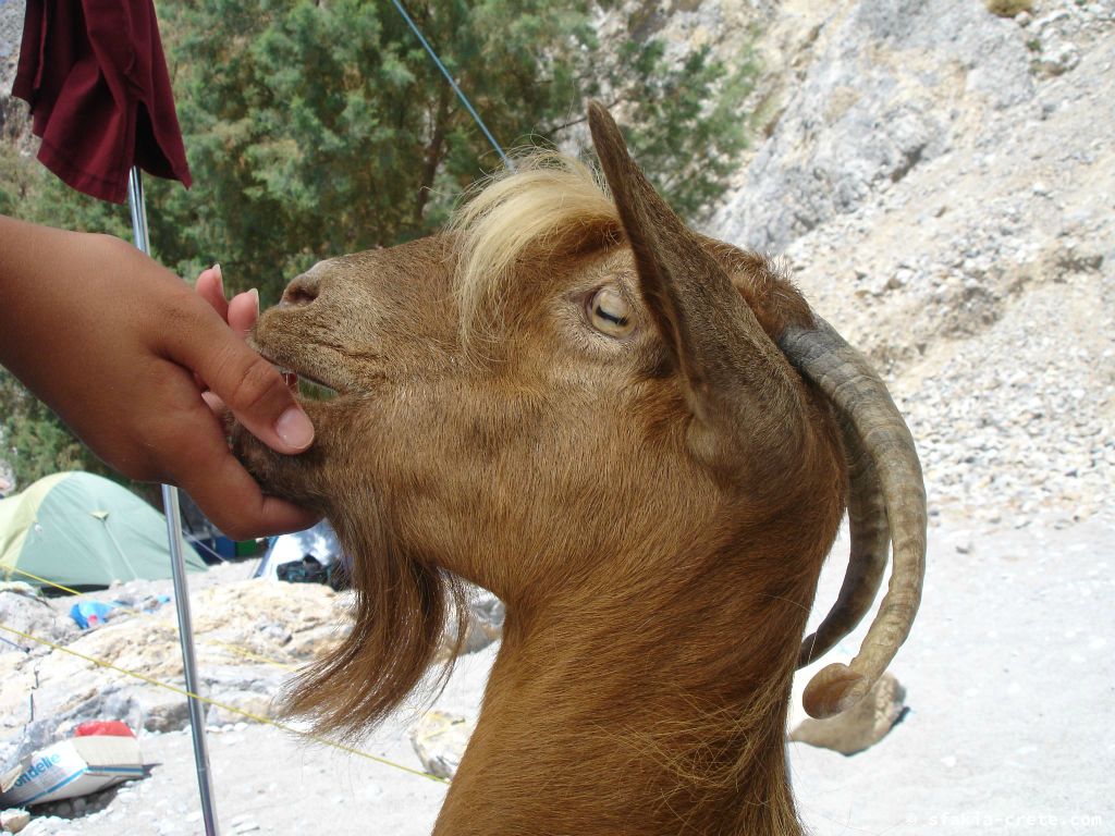 Photo report of a visit around Sfakia, Crete, June - July 2008