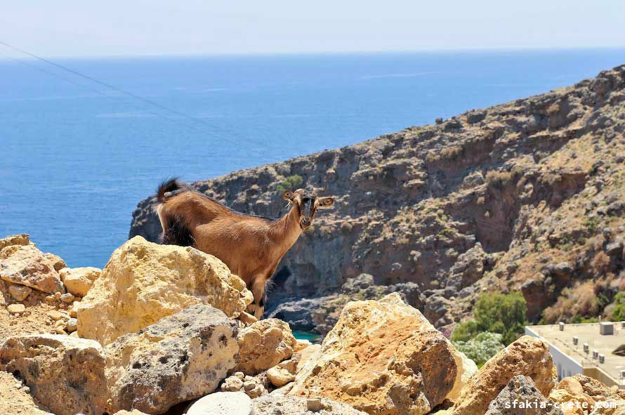 Photo report of a stay around Chora Sfakion, Sfakia, Crete, May - June 2008