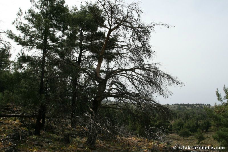 Photo report of a walk from Agios Ioannis - Selouda - Agios Pavlos, Sfakia, May 2008