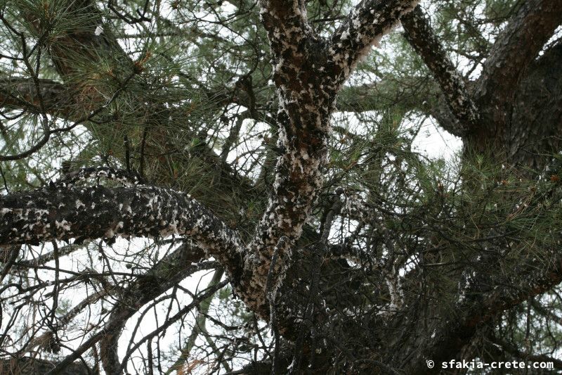 Photo report of a walk from Agios Ioannis - Selouda - Agios Pavlos, Sfakia, May 2008