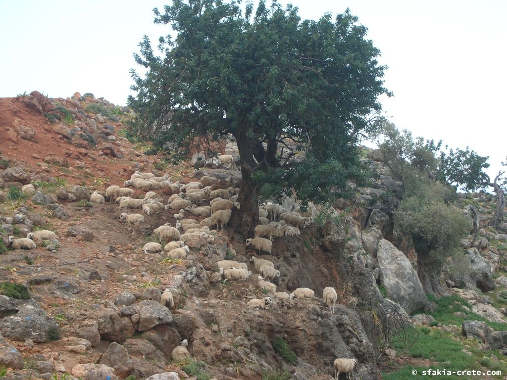 Photo report of a visit around Loutro, Sfakia in October 2007 and April - May 2008