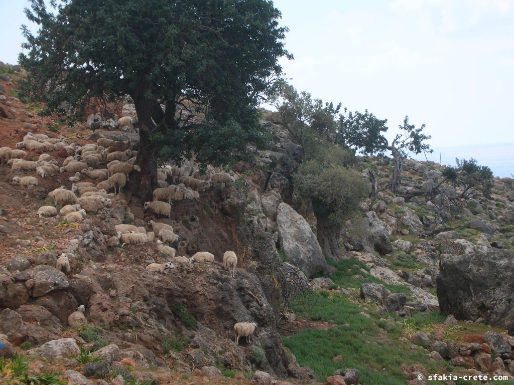 Photo report of a visit around Loutro, Sfakia in October 2007 and April - May 2008