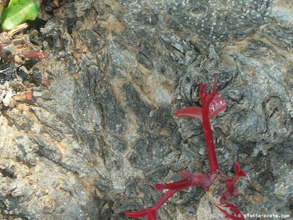 Photo report of a visit around Loutro, Sfakia in October 2007 and April - May 2008