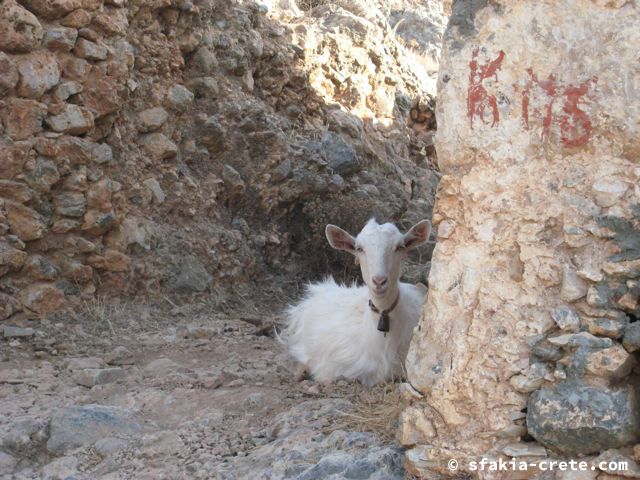 Photo report of mountains and animals, the goats and other livestock in Sfakia, 2008