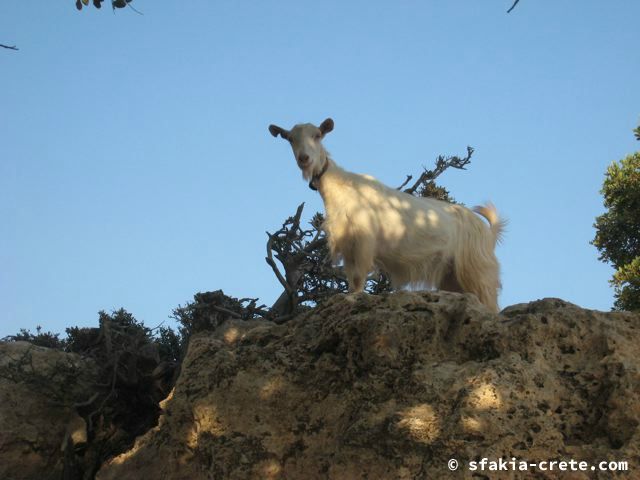 Photo report of mountains and animals, the goats and other livestock in Sfakia, 2008