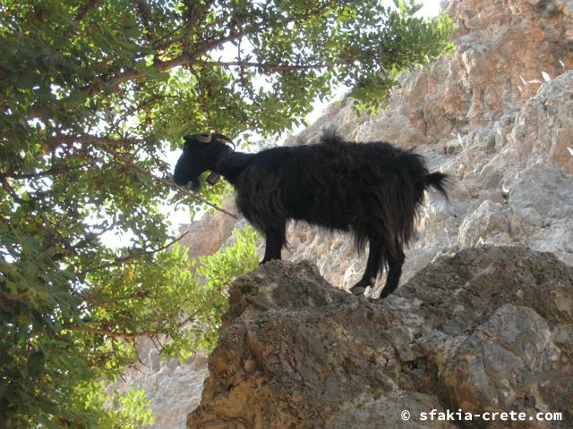 Photo report of mountains and animals, the goats and other livestock in Sfakia, 2008