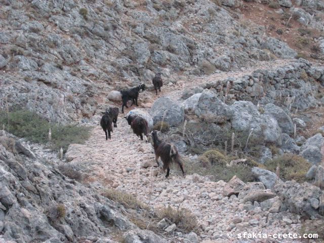 Photo report of mountains and animals, the goats and other livestock in Sfakia, 2008