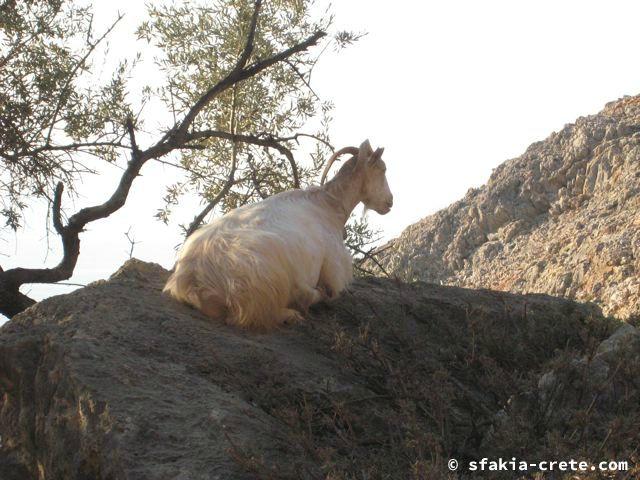 Photo report of mountains and animals, the goats and other livestock in Sfakia, 2008