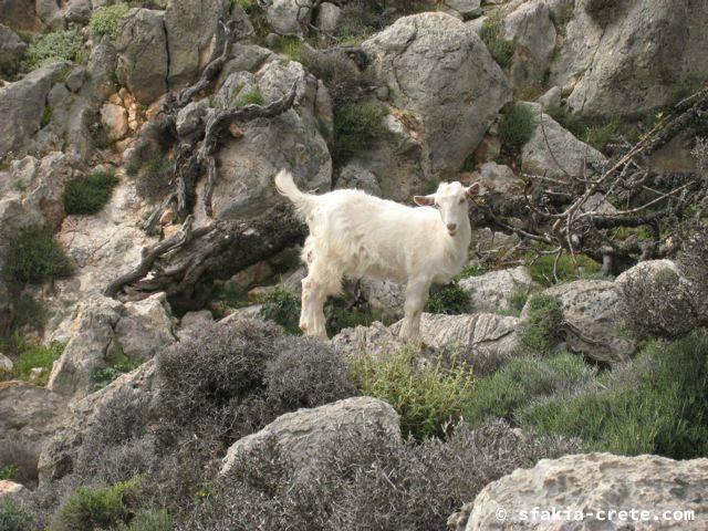 Photo report of mountains and animals, the goats and other livestock in Sfakia, 2008