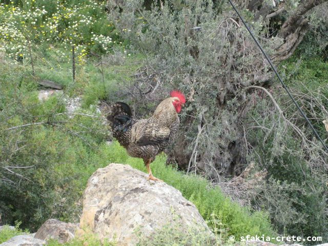 Photo report of mountains and animals, the goats and other livestock in Sfakia, 2008