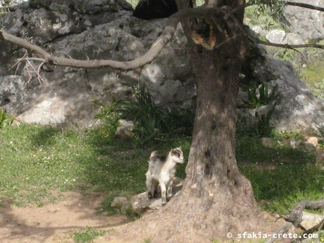 Photo report of mountains and animals, the goats and other livestock in Sfakia, 2008