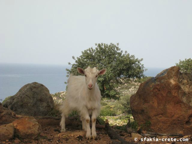 Photo report of mountains and animals, the goats and other livestock in Sfakia, 2008