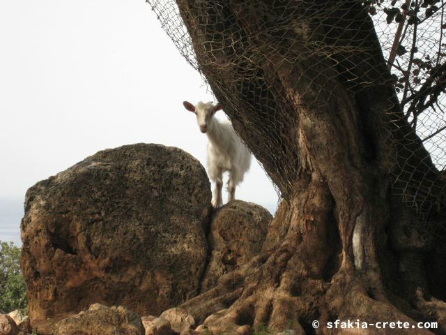 Photo report of mountains and animals, the goats and other livestock in Sfakia, 2008