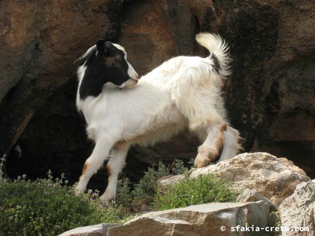 Photo report of mountains and animals, the goats and other livestock in Sfakia, 2008