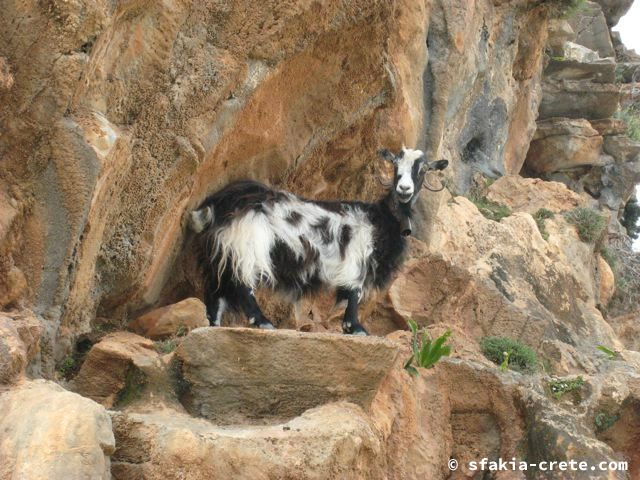 Photo report of mountains and animals, the goats and other livestock in Sfakia, 2008