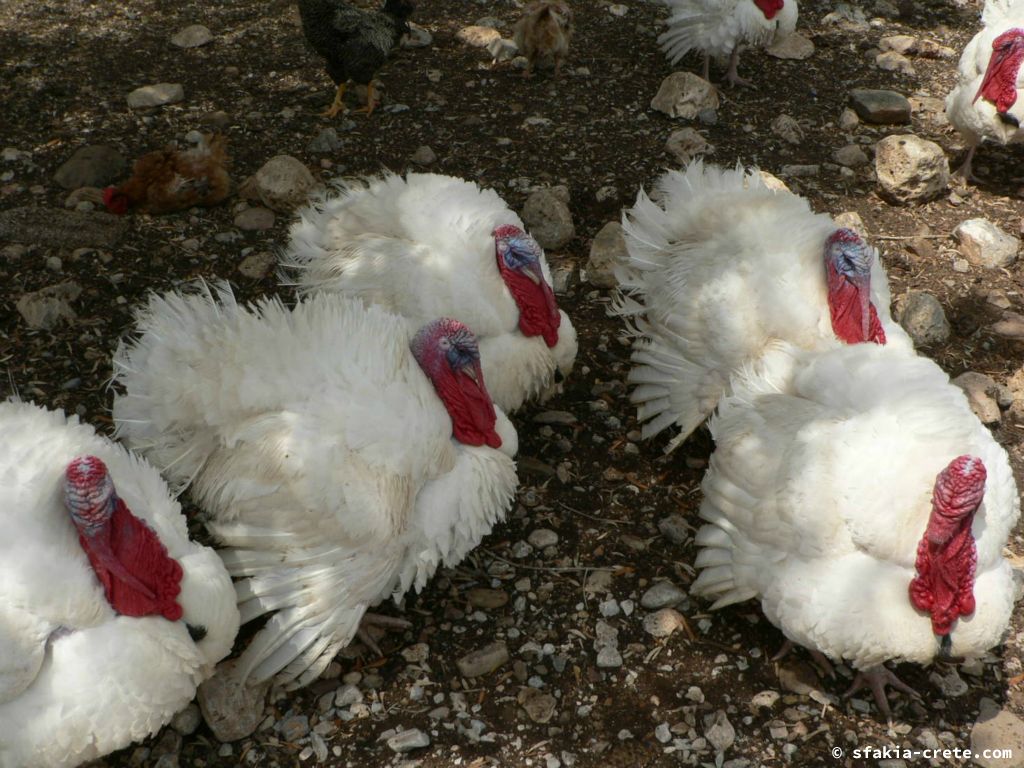 Photo report of a visit to Sfakia and Crete, April 2008