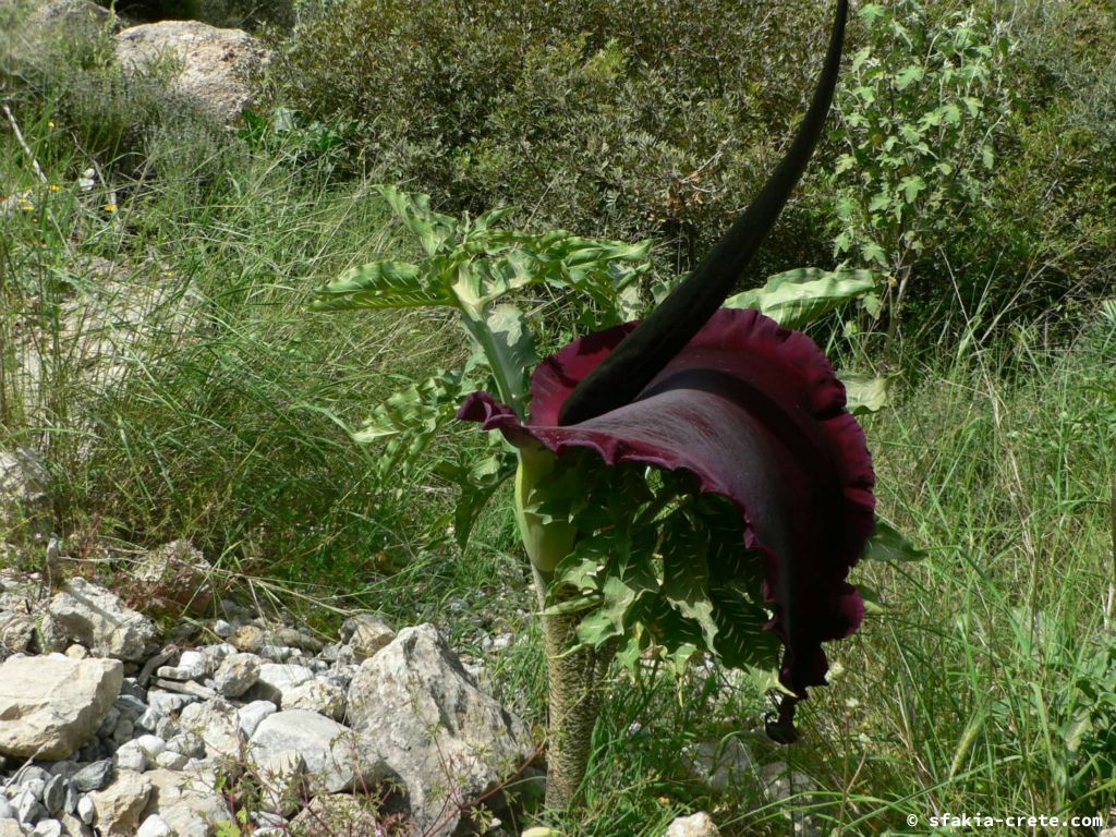 Photo report of a visit to Sfakia and Crete, April 2008