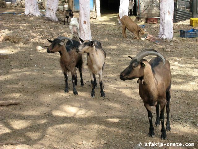 Photo report of a visit around Sfakia and Crete, April 2008