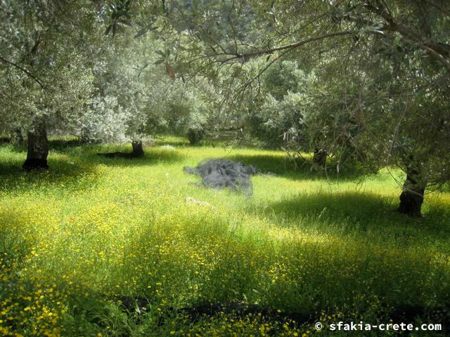 Photo report of a visit around Sfakia and Crete, April 2008