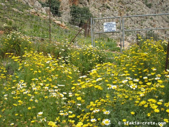 Photo report of a visit around Sfakia and Crete, April 2008