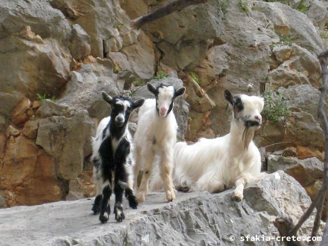 Photo report of a visit around Sfakia and Crete, April 2008