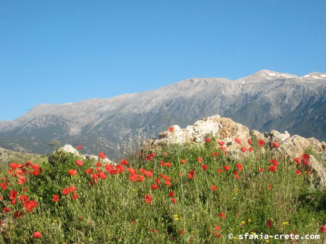 Photo report of a visit around Sfakia and Crete, April 2008