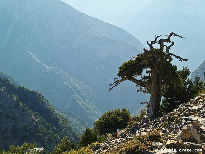 Photo report of a walk up Mount Gingilos above Samaria gorge, Sfakia, July and September 2007