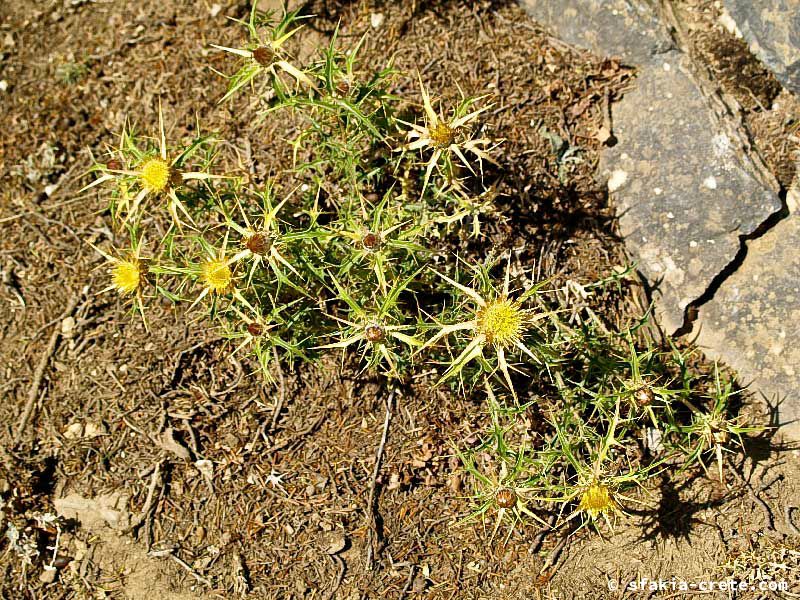 Photo report of a walk up Mount Gingilos above Samaria gorge, Sfakia, July and September 2007