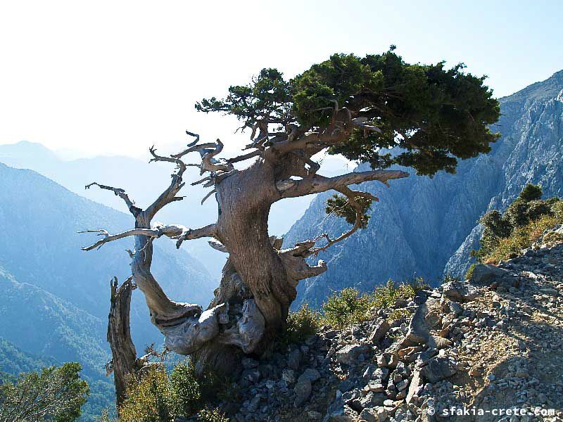 Photo report of a walk up Mount Gingilos above Samaria gorge, Sfakia, July and September 2007