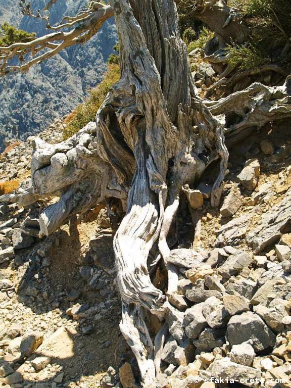 Photo report of a walk up Mount Gingilos above Samaria gorge, Sfakia, July and September 2007