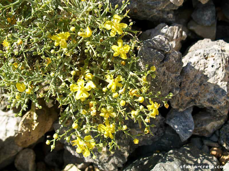 Photo report of a walk up Mount Gingilos above Samaria gorge, Sfakia, July and September 2007