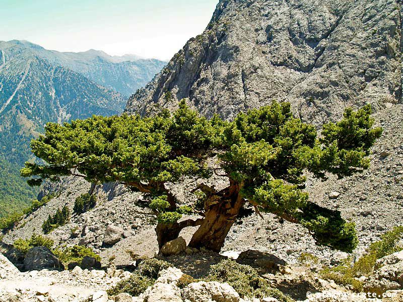 Photo report of a walk up Mount Gingilos above Samaria gorge, Sfakia, July and September 2007