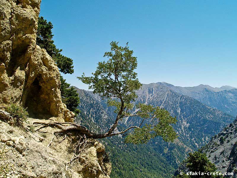 Photo report of a walk up Mount Gingilos above Samaria gorge, Sfakia, July and September 2007