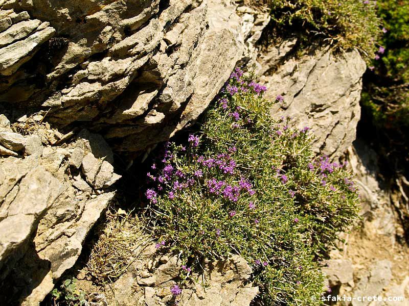 Photo report of a walk up Mount Gingilos above Samaria gorge, Sfakia, July and September 2007