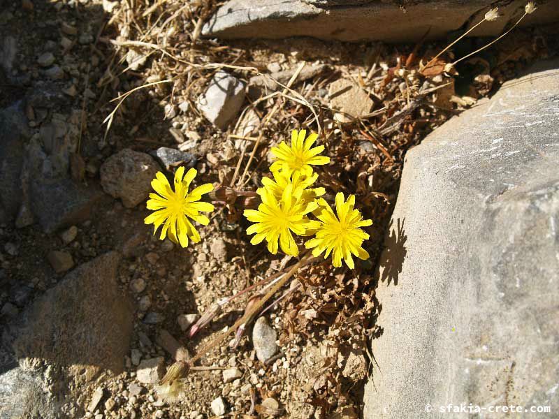 Photo report of a walk up Mount Gingilos above Samaria gorge, Sfakia, July and September 2007