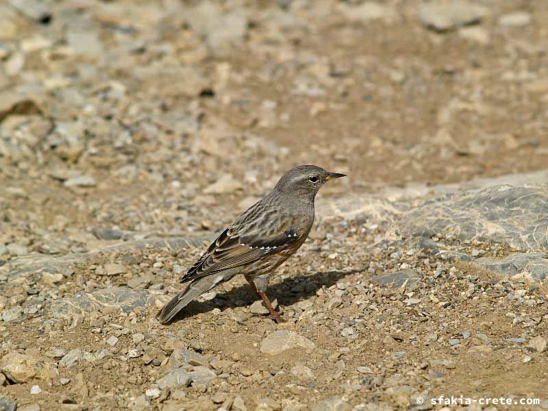 Photo report of a walk up Mount Gingilos above Samaria gorge, Sfakia, July and September 2007