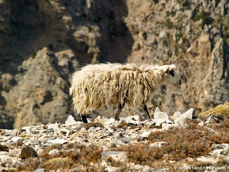 Photo report of a walk up Mount Gingilos above Samaria gorge, Sfakia, July and September 2007