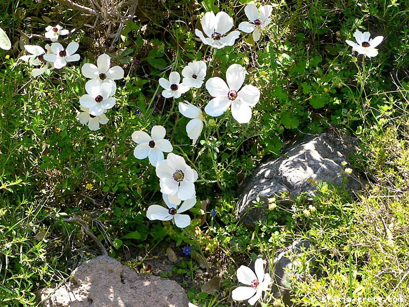 Photo report of a visit to Sfakia in Spring, April 2007