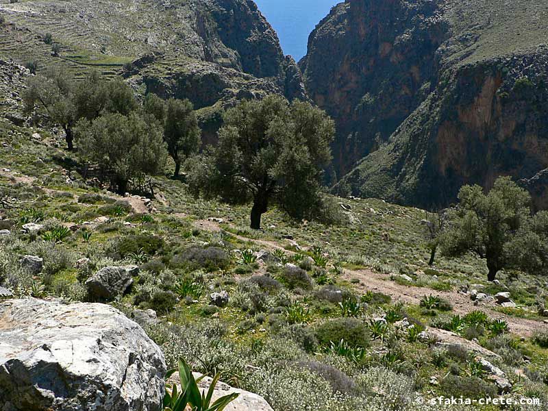 Photo report of a visit to Sfakia in Spring, April 2007