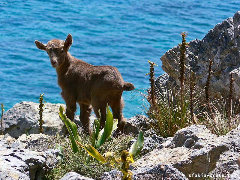 Photo report of a visit to Sfakia in Spring, April 2007