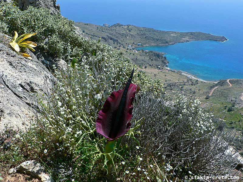 Photo report of a visit to Sfakia in Spring, April 2007