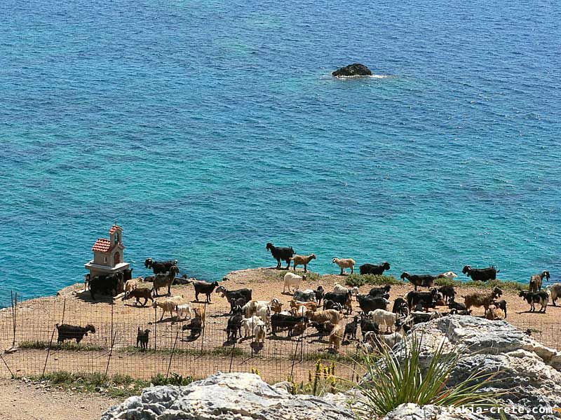 Photo report of a visit to Sfakia in Spring, April 2007