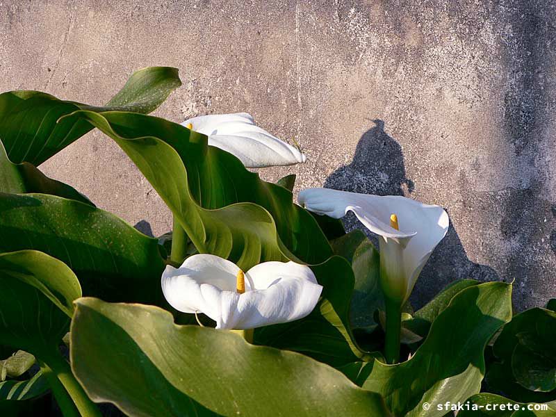 Photo report of a visit to Sfakia in Spring, April 2007