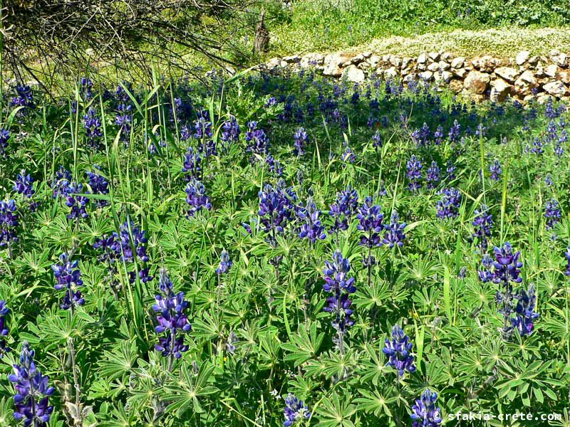 Photo report of a visit to Sfakia in Spring, April 2007