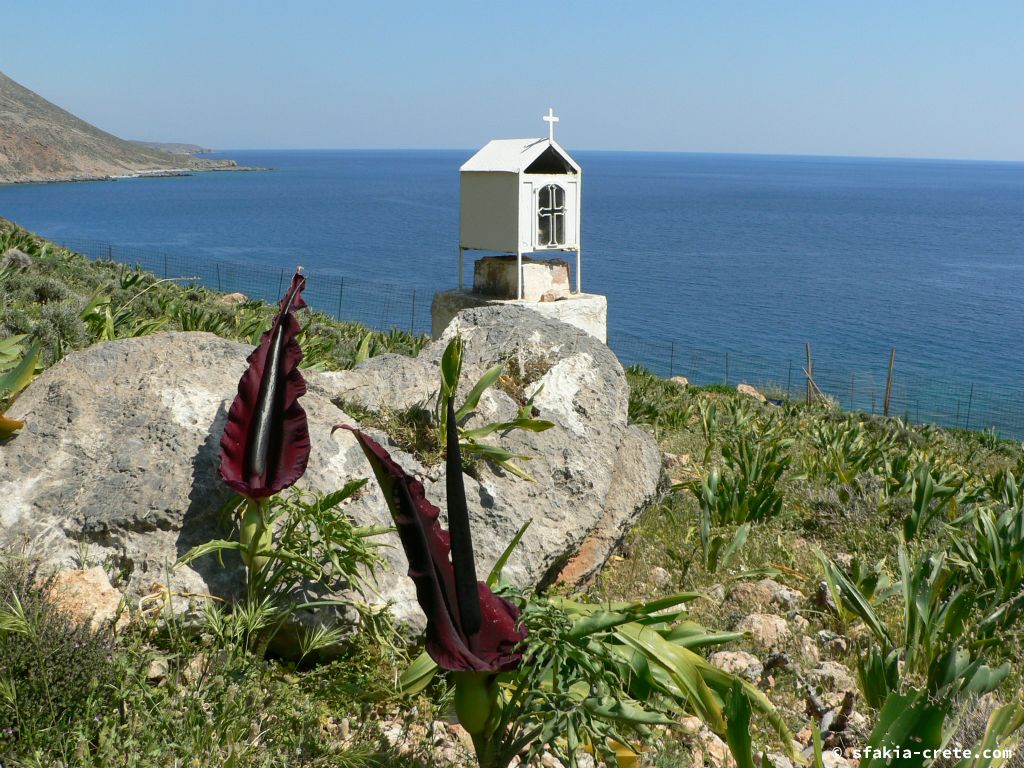 Photo report of Spring in Sfakia, Crete: flowers around Easter, April 2007