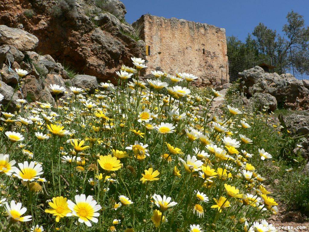 Photo report of Spring in Sfakia, Crete: flowers around Easter, April 2007