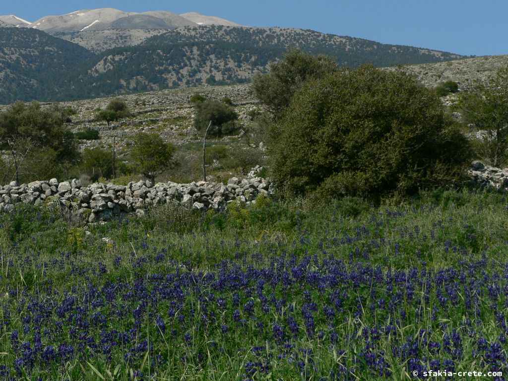 Photo report of Spring in Sfakia, Crete: flowers around Easter, April 2007