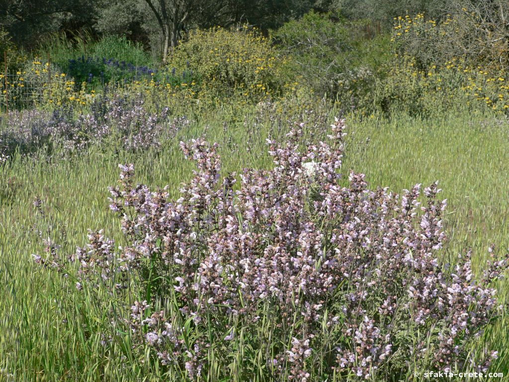 Photo report of Spring in Sfakia, Crete: flowers around Easter, April 2007