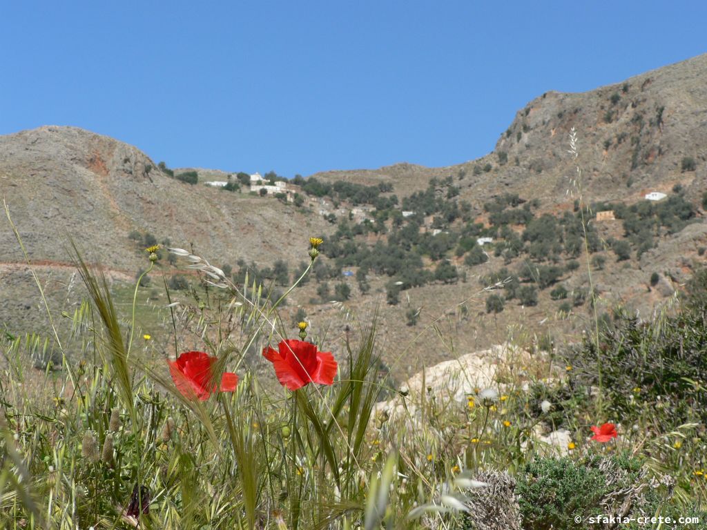 Photo report of Spring in Sfakia, Crete: flowers around Easter, April 2007